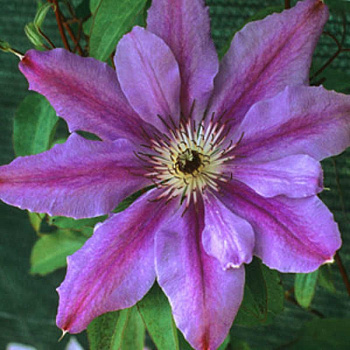 Клематис крупноцветковый Максимилиан Колбе