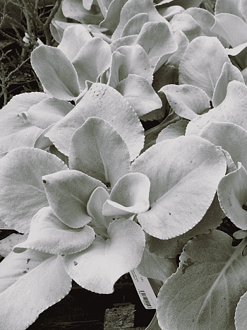 Крестовник белеющий Angel Wings