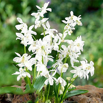 Пролеска колокольчатая Вайт