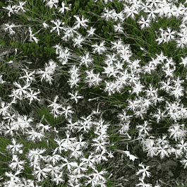 Гвоздика песчаная Little Maiden