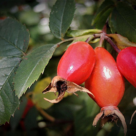 Шиповник Воронцовский 3