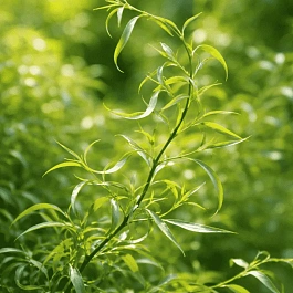 Ива белая Dart's Snake