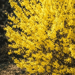 Форзиция промежуточная Maluch