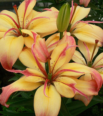 Лилия азиатская махровая Деликат Джой