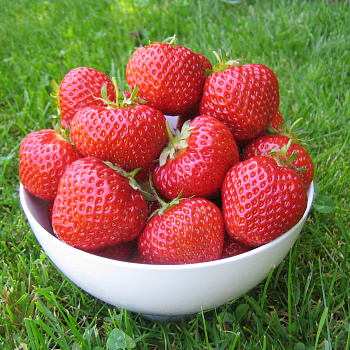 Земляника садовая Фенелла