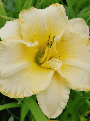 Лилейник Villa Vanilla