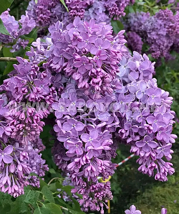 Сирень обыкновенная Мечта