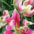 Лилия Parrot Pink Cariba