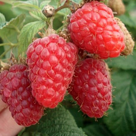 Малина традиционная Киржач