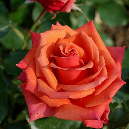 Роза чайно-гибридная Розин Маргарет Уильямс