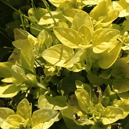 Душица обыкновенная Vitara Gold