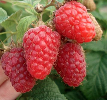 Малина традиционная Киржач