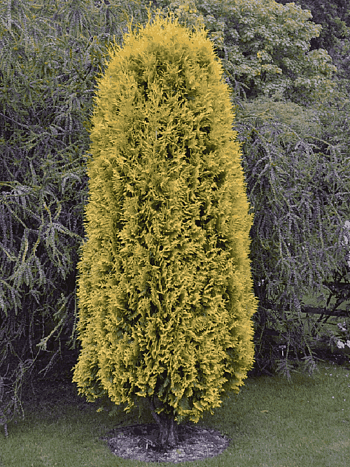 Туя западная Europa Gold