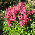 Астильба гибридная Fireberry