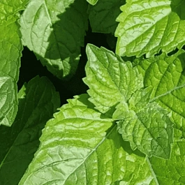 Мята Грейпфрут