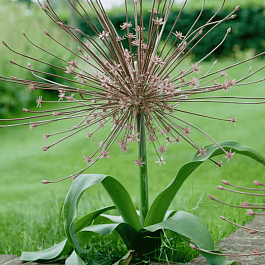 Лук декоративный Schubertii