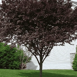 Слива растопыренная Nigra