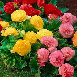 Бегония Нон-стоп  смесь окрасок Бегония Нон-стоп  смесь окрасок