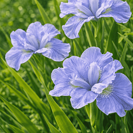 Ирис сибирский Dear Delight