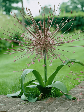 Лук декоративный Schubertii