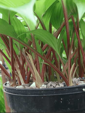 Хоста Little Red Rooster