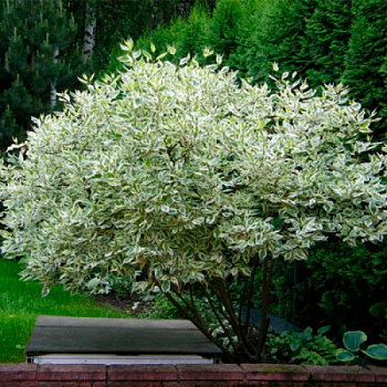 Дерен белый