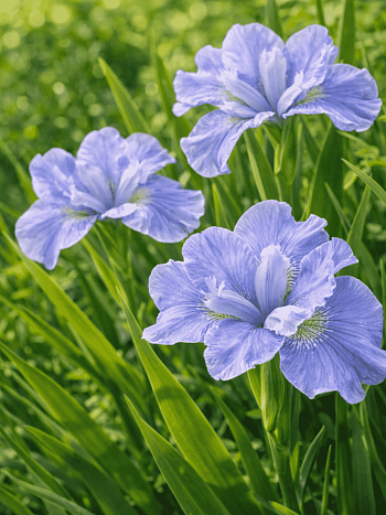 Ирис сибирский Dear Delight