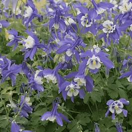 Аквилегия вееровидная Spring Magic  Navy And White