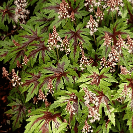 Тиарелла Starburst