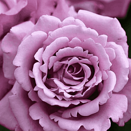 Роза чайно-гибридная Charles De Gaulle