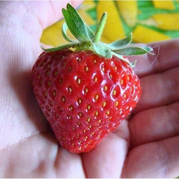 Земляника садовая Крымская ремонтантная