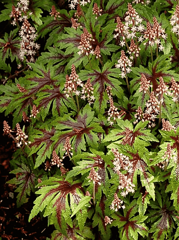 Тиарелла Starburst