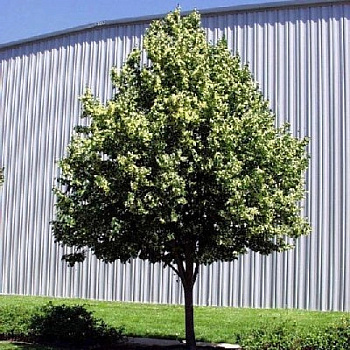 Липа мелколистная