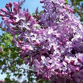 Сирень обыкновенная Маршал Конев