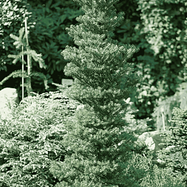 Пихта корейская Verdener Dom