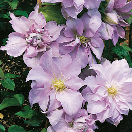 Клематис крупноцветковый Луиз Роу