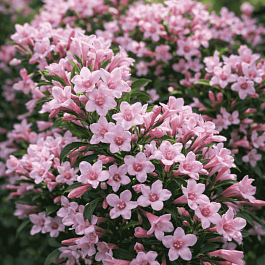 Вейгела цветущая Pink Poppet