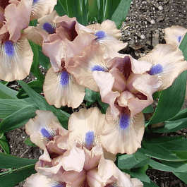 Ирис карликовый Chanted