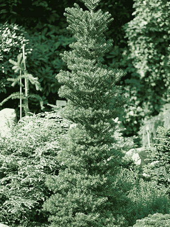 Пихта корейская Verdener Dom