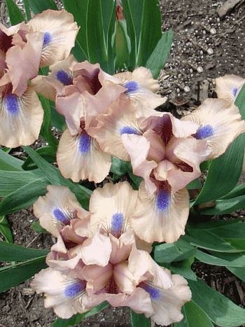 Ирис карликовый Chanted