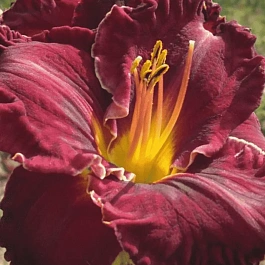 Лилейник Purplelicious