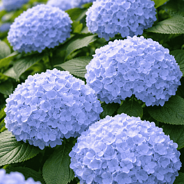 Гортензия крупнолистная Nikko Blue