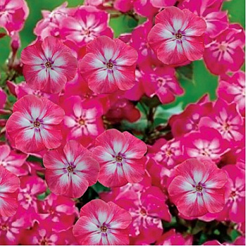 Флокс метельчатый Лиззи