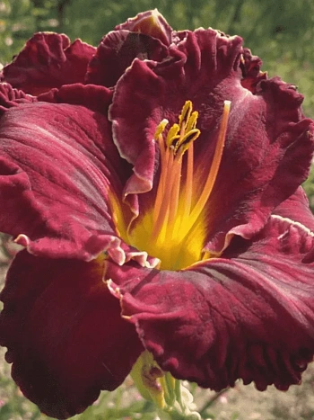 Лилейник Purplelicious