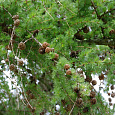 Лиственница marschlinsii 