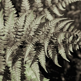 Кочедыжник ниппонский Red beauty