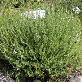 Чабер горный