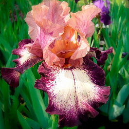 Ирис бородатый Карнивал Сонг