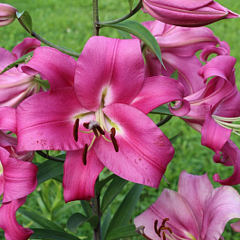 Лилия ОТ-гибрид Корсини НАБОР 2ШТ (1+1)