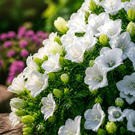 Колокольчик  карпатский Pearl White